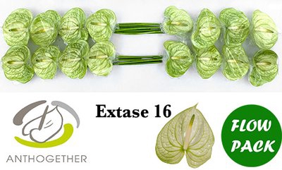 <h4>Anthurium extase</h4>
