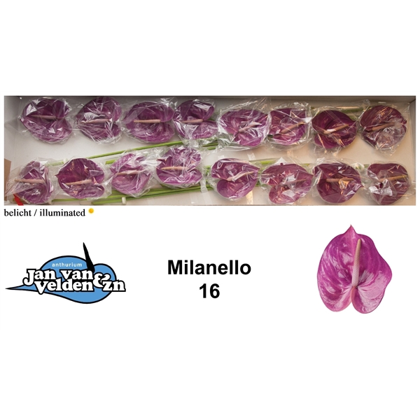 <h4>Milanello 16</h4>