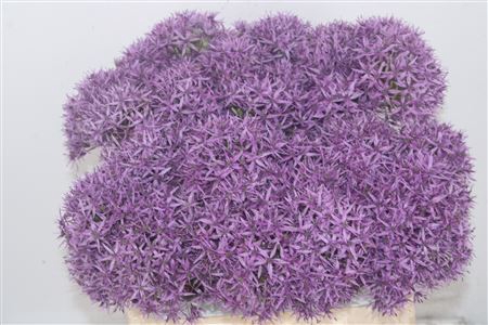 <h4>Allium Violet Beauty</h4>