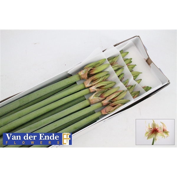 <h4>Hippeastrum dance valley</h4>