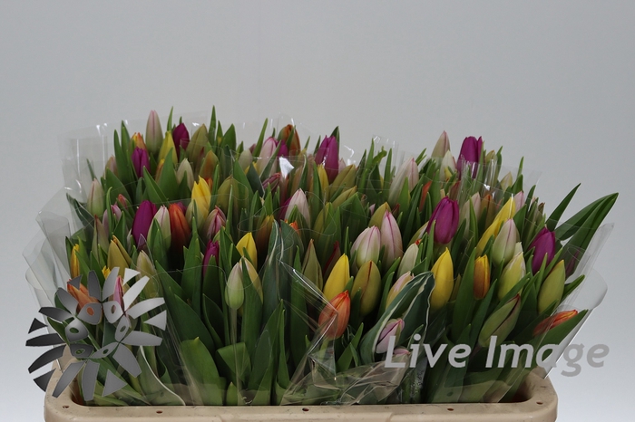 <h4>Tulipa si rainbow (mixbunch)</h4>