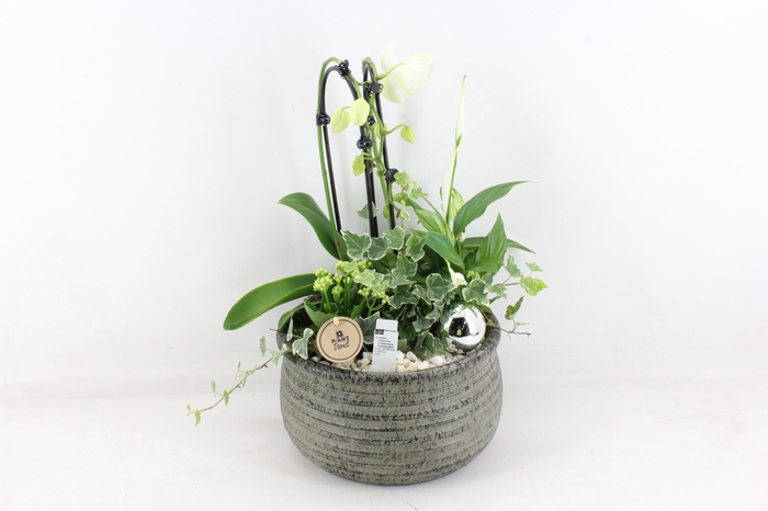 <h4>arr2 PL - Ker. bolpot groen streep phal</h4>