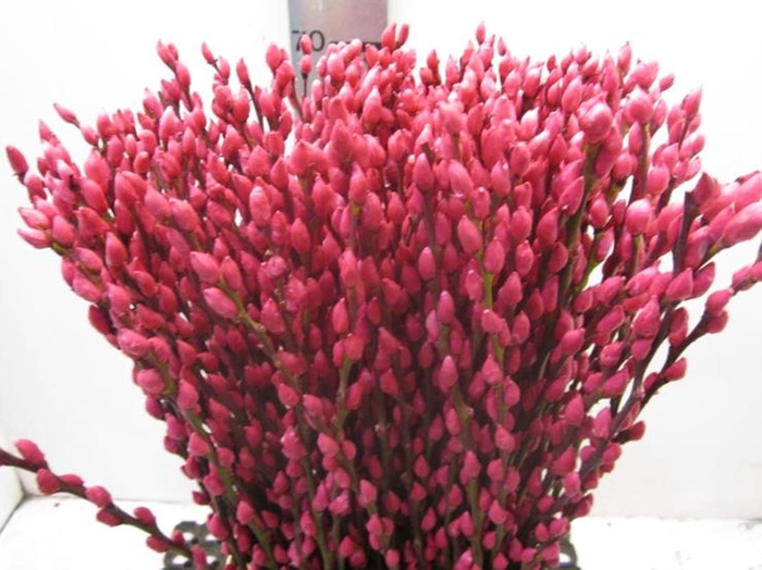 <h4>Salix Katje Cerise L70</h4>