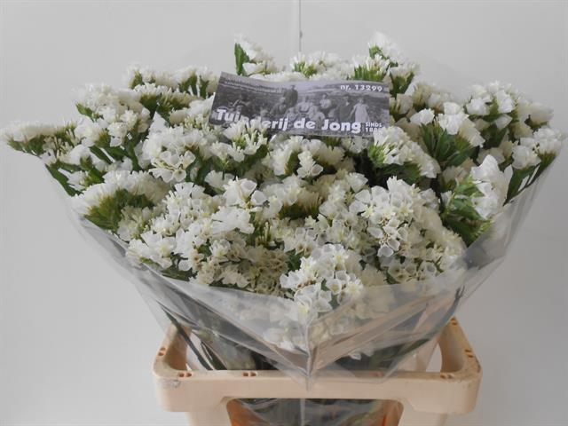 <h4>Statice white starlight wings</h4>
