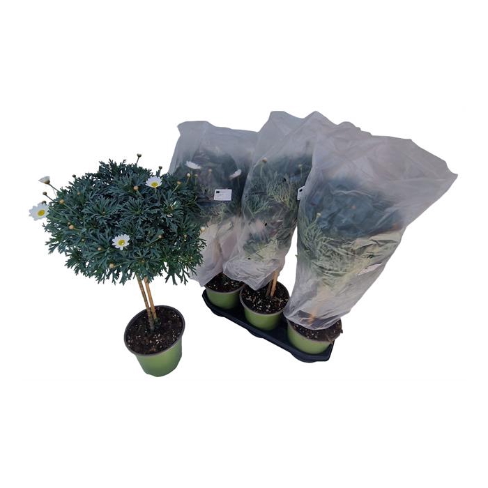 <h4>Argyranthemum frutescens Stella 2000 19Ø 65cm</h4>