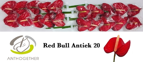 <h4>ANTH A RED BULL Antiek 20.</h4>