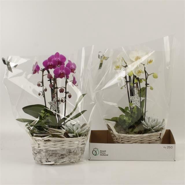 <h4>ARRANGEMENT ORCHID CASCADE</h4>
