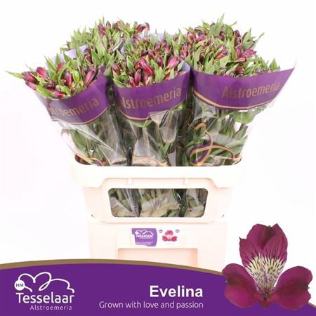 <h4>Alstr Evelina</h4>