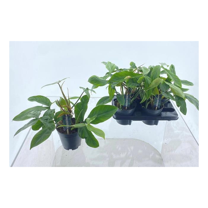 <h4>Philodendron 15Ø 40cm</h4>