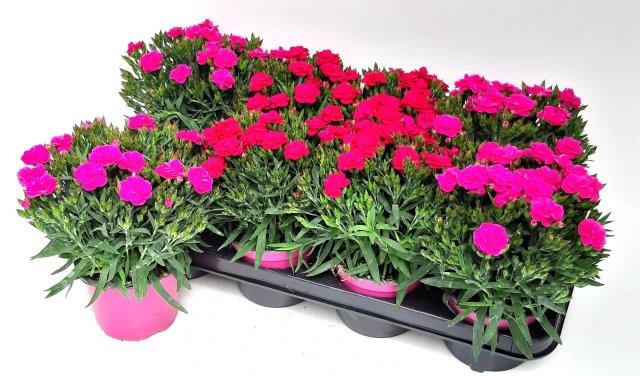 <h4>Dianthus caryophyllus</h4>
