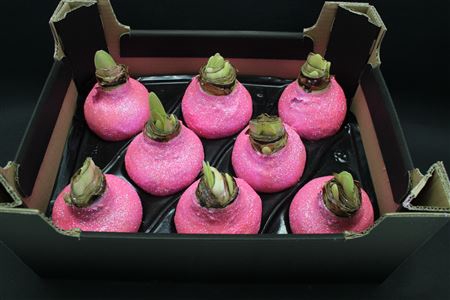 <h4>Amaryllis Pink Rose Topline</h4>