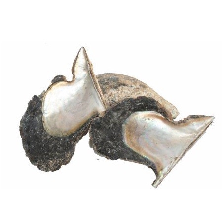 <h4>Schelpen Oyster Wing Pinguin 13-22cm</h4>