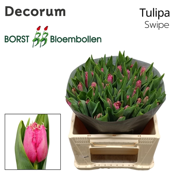 <h4>Tulipa fr swipe</h4>