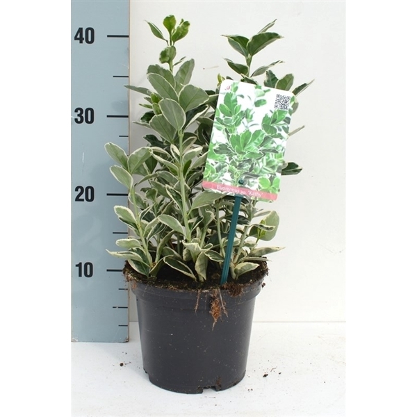 <h4>Euonymus japonicus 'Kathy'</h4>