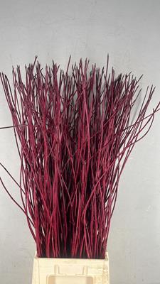 <h4>Cornus Alba Sibirica Rood</h4>