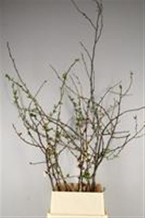 <h4>Chaenomeles Apple Blossom</h4>