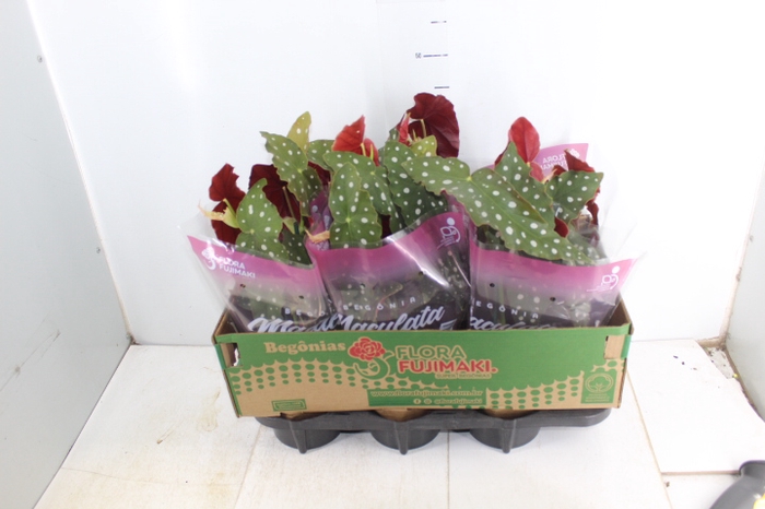 <h4>BEGONIA MACULATA P13 PO</h4>