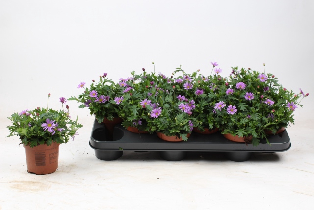 <h4>BRACH BRAS VIOLET</h4>