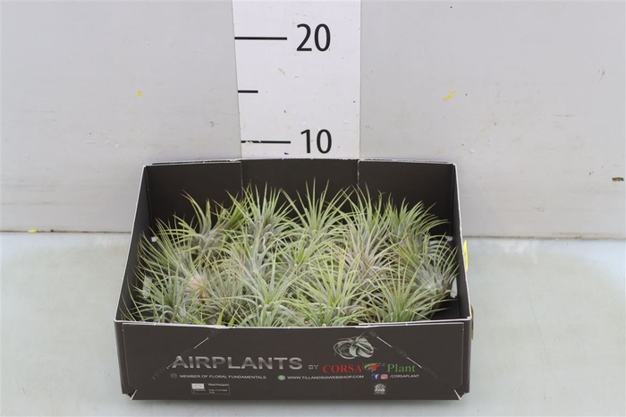 <h4>Tillandsia Ionantha Groen</h4>