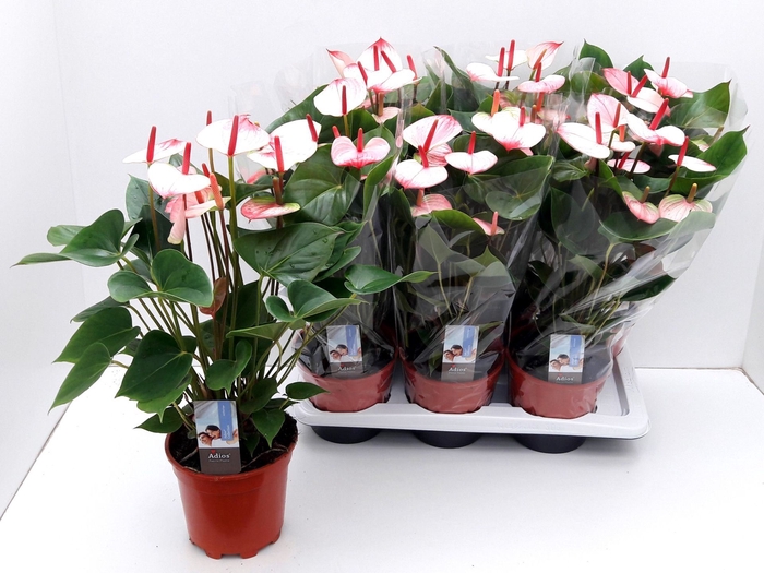<h4>Anthurium Princess Amalia Elegance</h4>