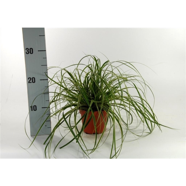 <h4>Carex 'Fisher's Form' p12</h4>