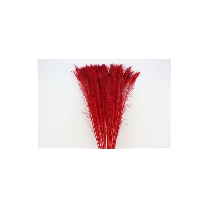 <h4>Basic Feather Peacock L90-100</h4>