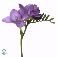 Freesia si delta river
