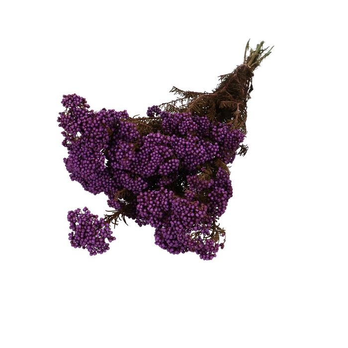 <h4>Droogbloem Rice flowers 60cm</h4>