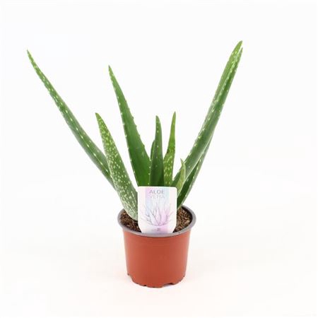 <h4>Aloe Vera</h4>