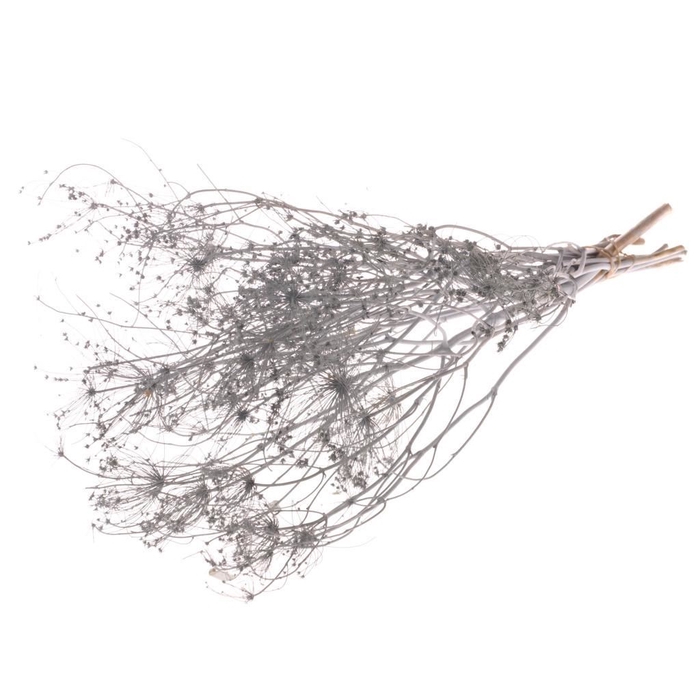 <h4>Bupleurum open 55cm SB grey misty</h4>
