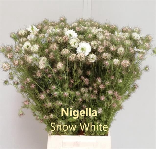<h4>Nigella white per bunch</h4>