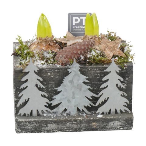 <h4>PTHCC8633 Arrangementen Kerst</h4>