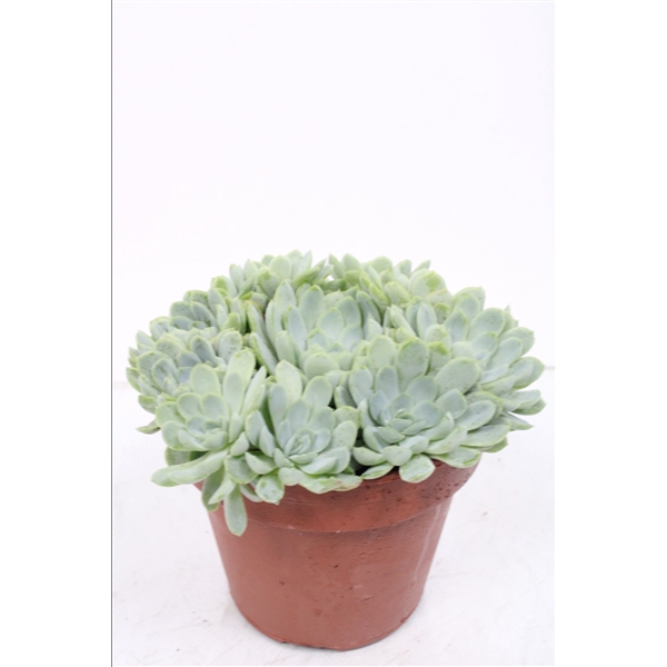 <h4>Echeveria elegans</h4>