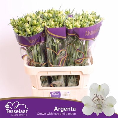 <h4>Alstroemeria argenta</h4>