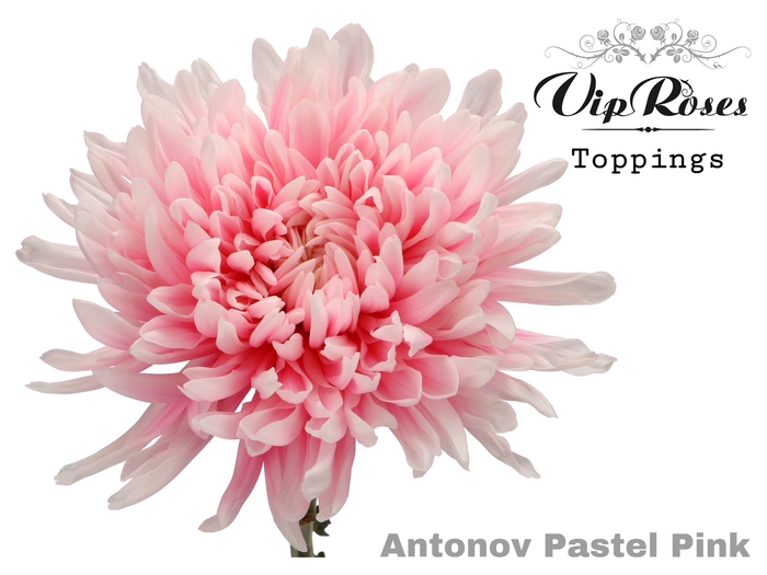 <h4>Chr G Vip Antonov Pastel Pink</h4>