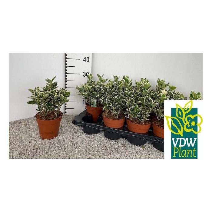 <h4>Euonymus japonicus Gray Beauty 13Ø 20cm</h4>