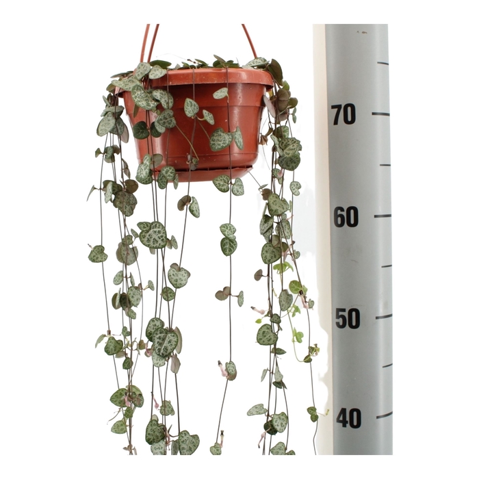<h4>Ceropegia Woodii Ssp. Woodii</h4>