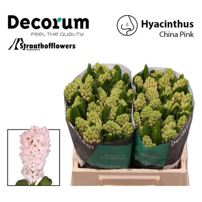 <h4>Hyacinthus china pink</h4>