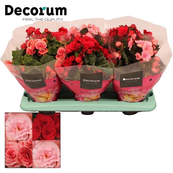 <h4>Begonia 13cm mix in tray(5 kleuren) Decorum</h4>