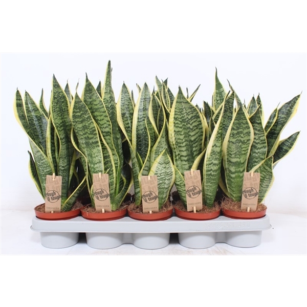 <h4>Sansevieria Superba</h4>