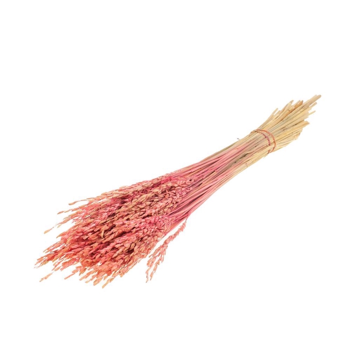 <h4>Rice sb pink</h4>