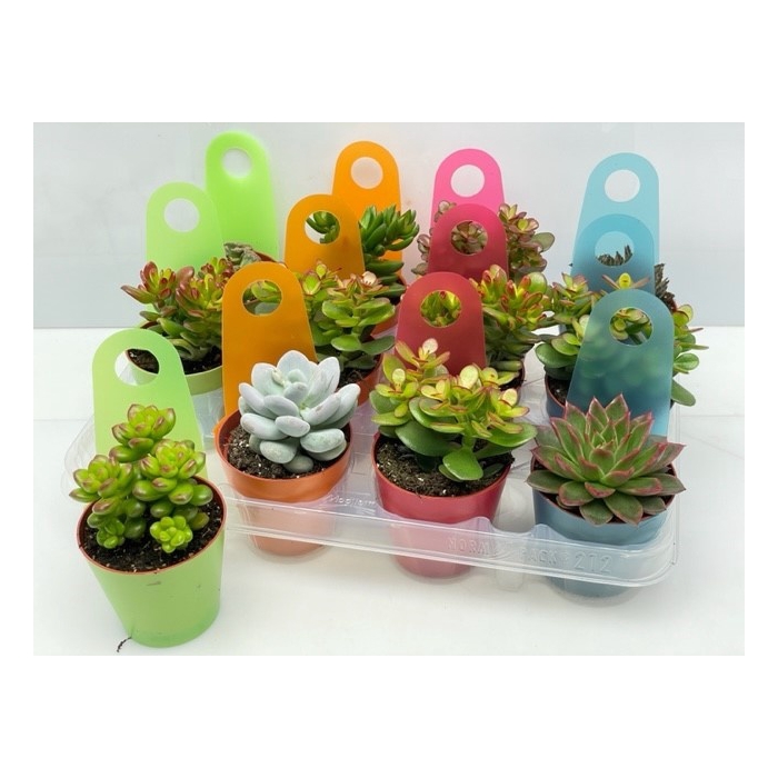 <h4>Succulenten mixed 8,5Ø 9cm</h4>