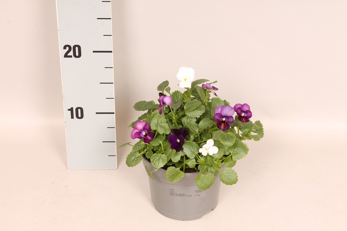 <h4>Viola cornuta 13 cm Oslo</h4>