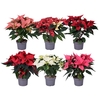 Euphorbia MixTray I'm Home Hoes