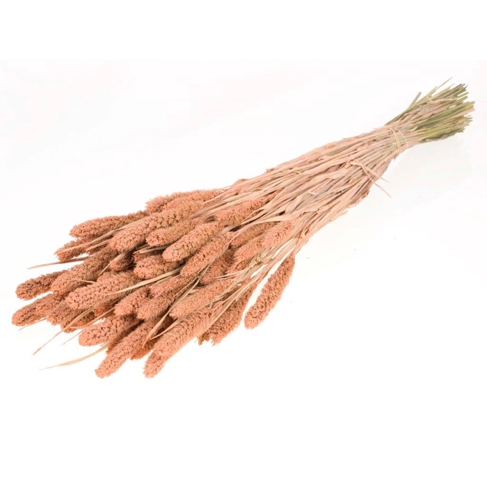 <h4>DRIED FLOWERS - SETARIA CORAL MISTY</h4>