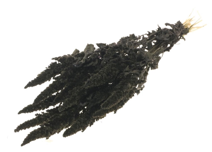 <h4>Amaranthus black</h4>