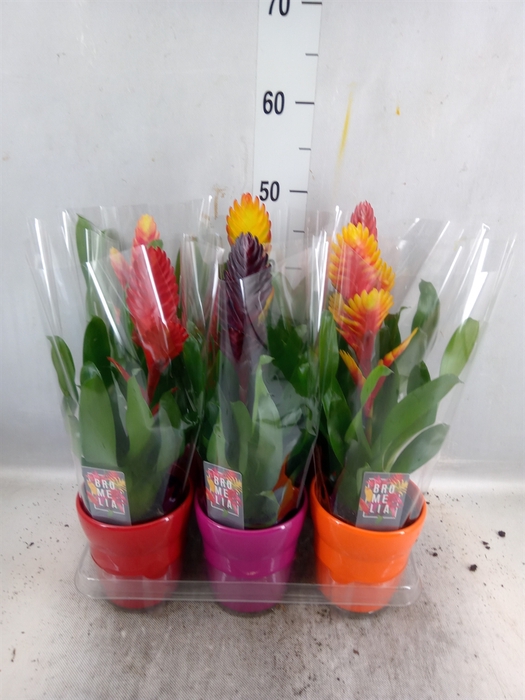 <h4>Vriesea ...mix 6</h4>