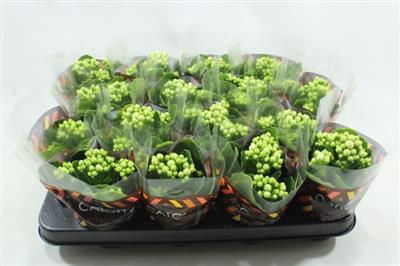 <h4>WITTE MINI KALANCHOE</h4>