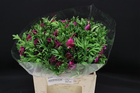<h4>Anem Z Mistral Lila/orchid</h4>
