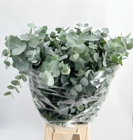 <h4>Leaf eucalyptus cinerea per bunch</h4>